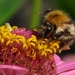 hommel op de cosmos