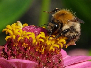 hommel op de cosmos