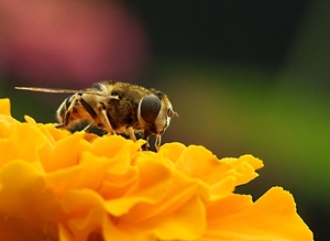 zweefvlieg op een tagetes