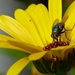 vlieg op een goudsbloem