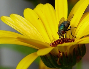 vlieg op een goudsbloem