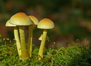 trosje paddestoelen