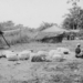 1953:  naar de markt