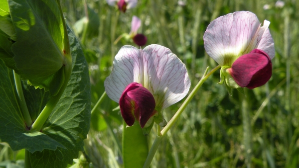 Lathyrus