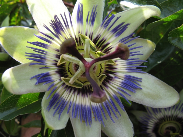 Passiflora