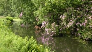 Rhododendron