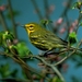 vogels 118 (Medium)