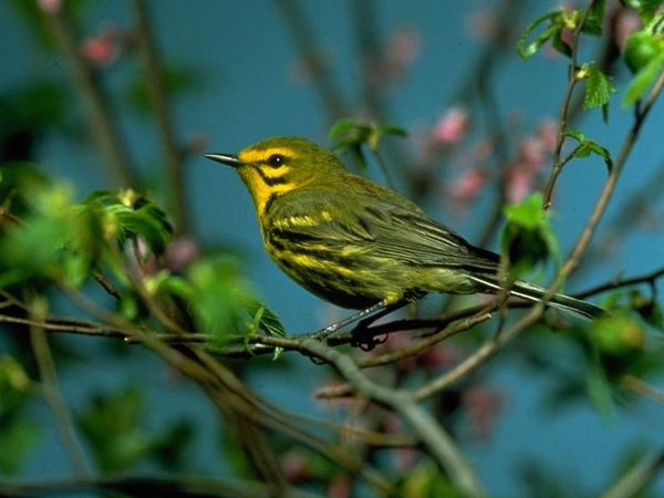 vogels 118 (Medium)