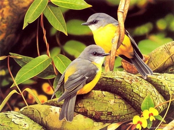 vogels 123 (Medium)