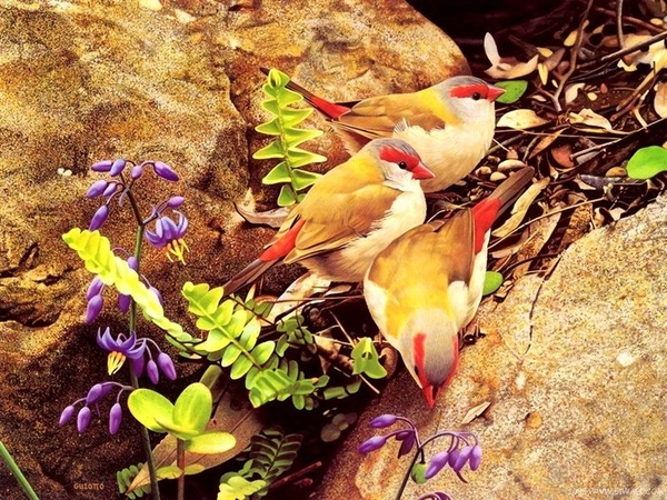 vogels 124 (Medium)