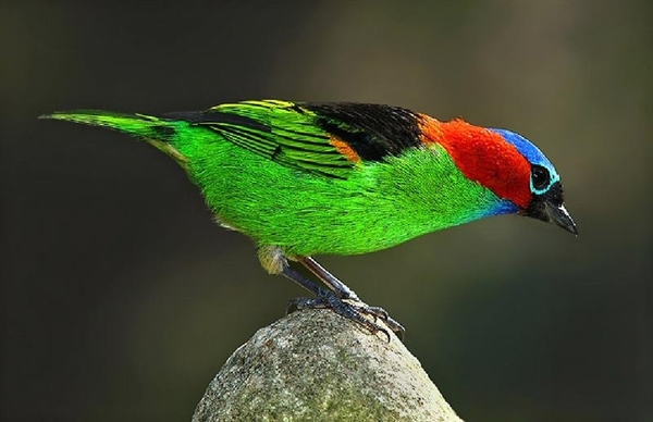 vogels 134 (Medium)