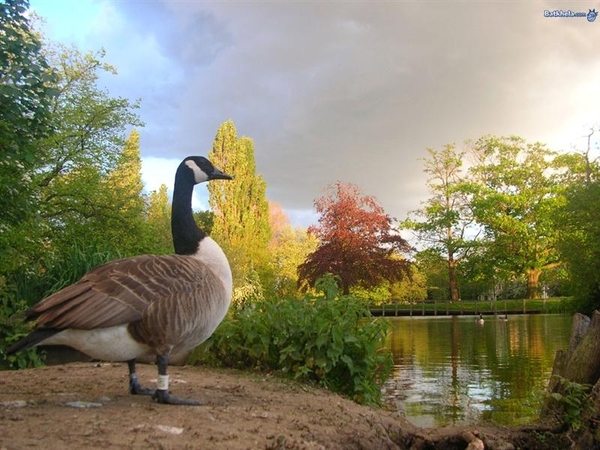 vogels 135 (Medium)