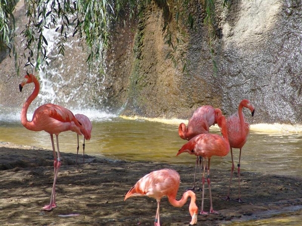 vogels 137 (Medium)