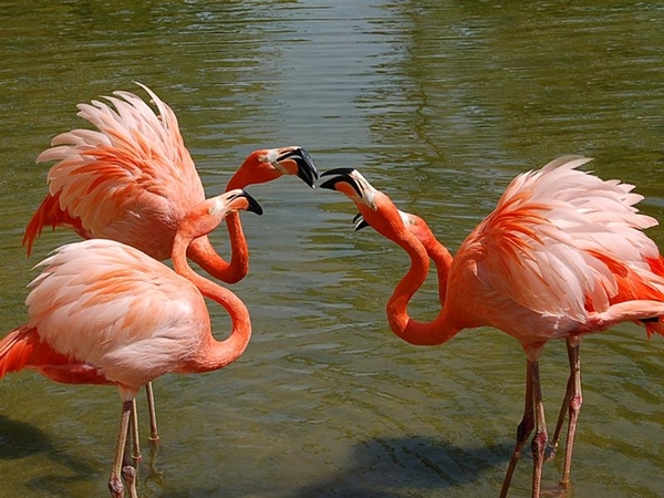 vogels 138 (Medium)