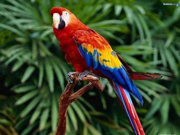 vogels 140 (Medium)