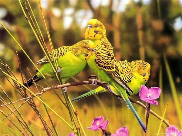 vogels 144 (Medium)