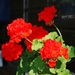 Geranium_0032