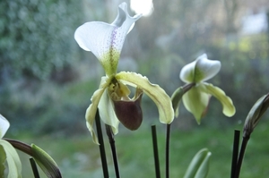 orchidee-7