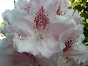 rododendrons_1105