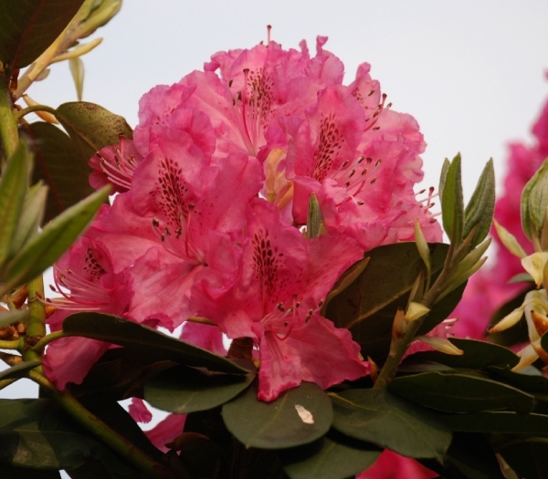 Rododendrons. 29.04.07064