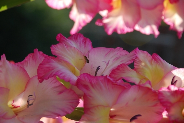 Rododendrons_0026