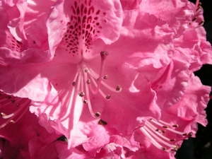 rododendrons_1103