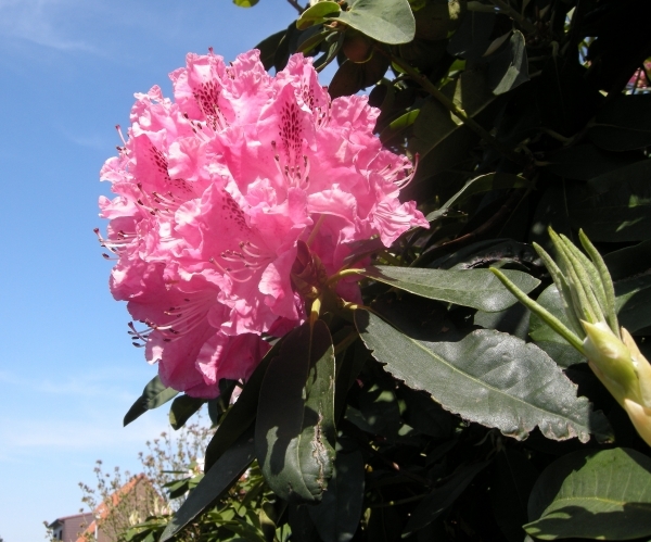 rododendrons_1106