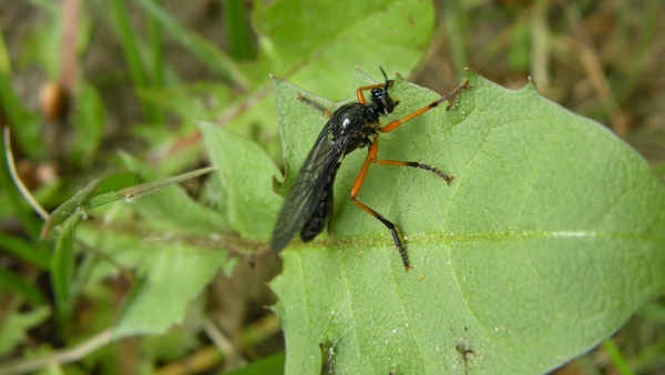 Zwartvleugelbladrover