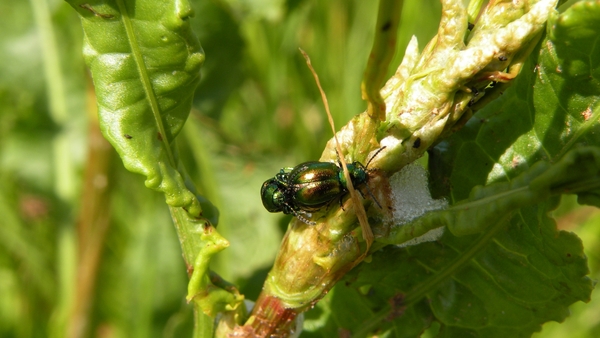 Groen Zuringhaantje