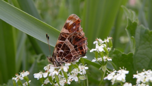 Landkaartje (onderkant)