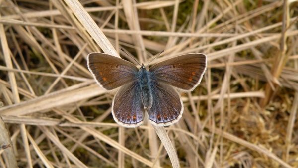 Icarusblauwtje (vrouwtje)