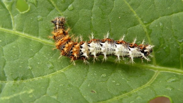 Rups van de Gehakkelde Aurelia