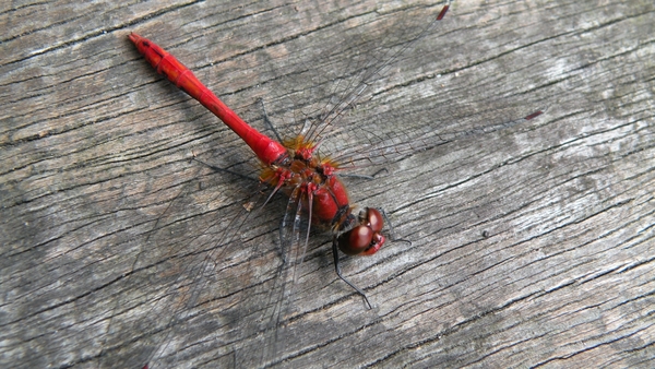 Bloedrode heidelibel