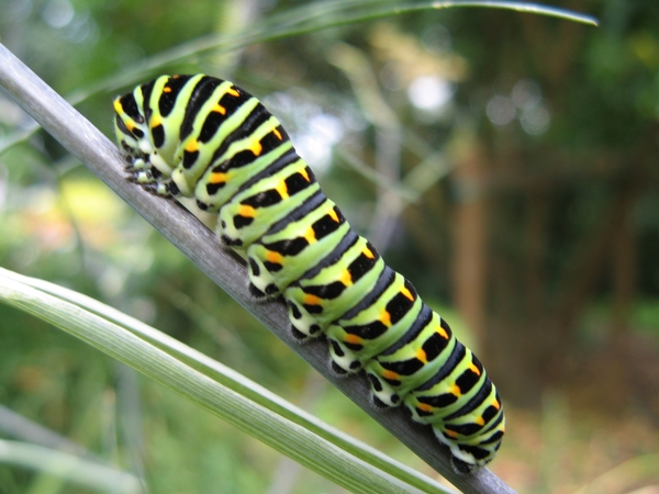 rups koninginnenpage