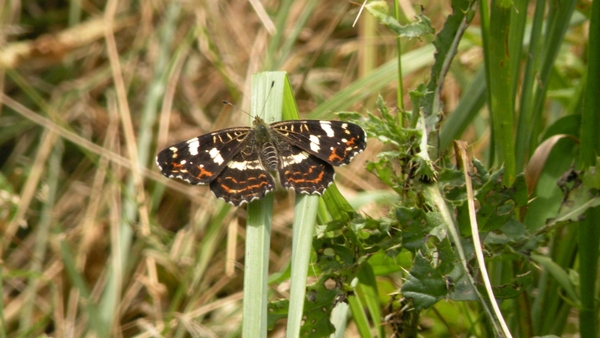 Landkaartje