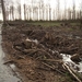 potpolder 2012 018 (WAAR ZIJN DIE BOMEN?)