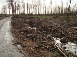 potpolder 2012 018 (WAAR ZIJN DIE BOMEN?)