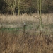 potpolder 2012 036 ( Reiger)