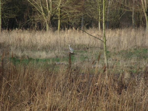 potpolder 2012 036 ( Reiger)