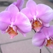 Orchidee