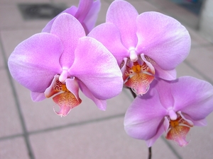 Orchidee