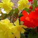 Begonia 010