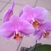 Orchidee