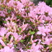 AZALEA JAPONICA