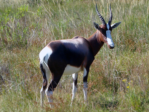 bonte-bok