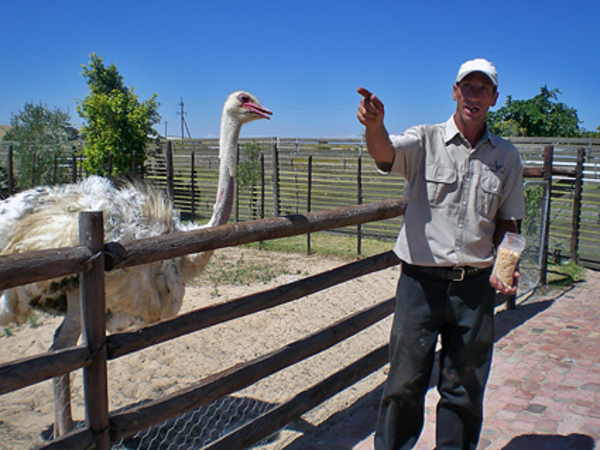 albino struisvogel en gids Stefan