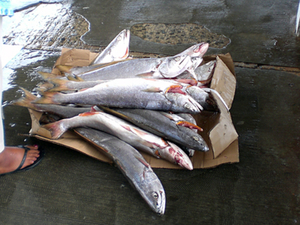 KalkBay vismarkt