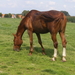 Paard 093