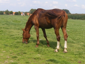 Paard 093