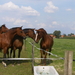 Paard 094